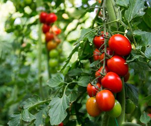 Tomaten pflanzen: kopfüber und kinderleicht