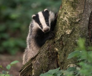 Geheimnisvolle Tiere: 5 verblüffende Fakten über Dachse