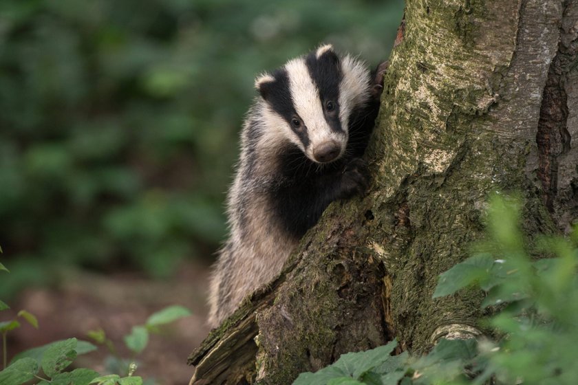 Junger Dachs schaut neugierig hinter einem Baum hervor.