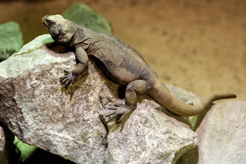 Bildnummer: 52242041  Datum: 29.09.2007  Copyright: imago/PHOTOMAX
Chuckwalla (Sauromalus obesus) im Tropen-Aquarium des Tierparks Hagenbeck in Hamburg, Tiere; 2007, Tropenaquarium, Zoo, Tierpark, Reptilien; , quer, Kbdig, Einzelbild, Deutschland,  ,