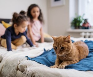 Können Katzen Farben sehen: So bunt ist die Welt der Stubentiger