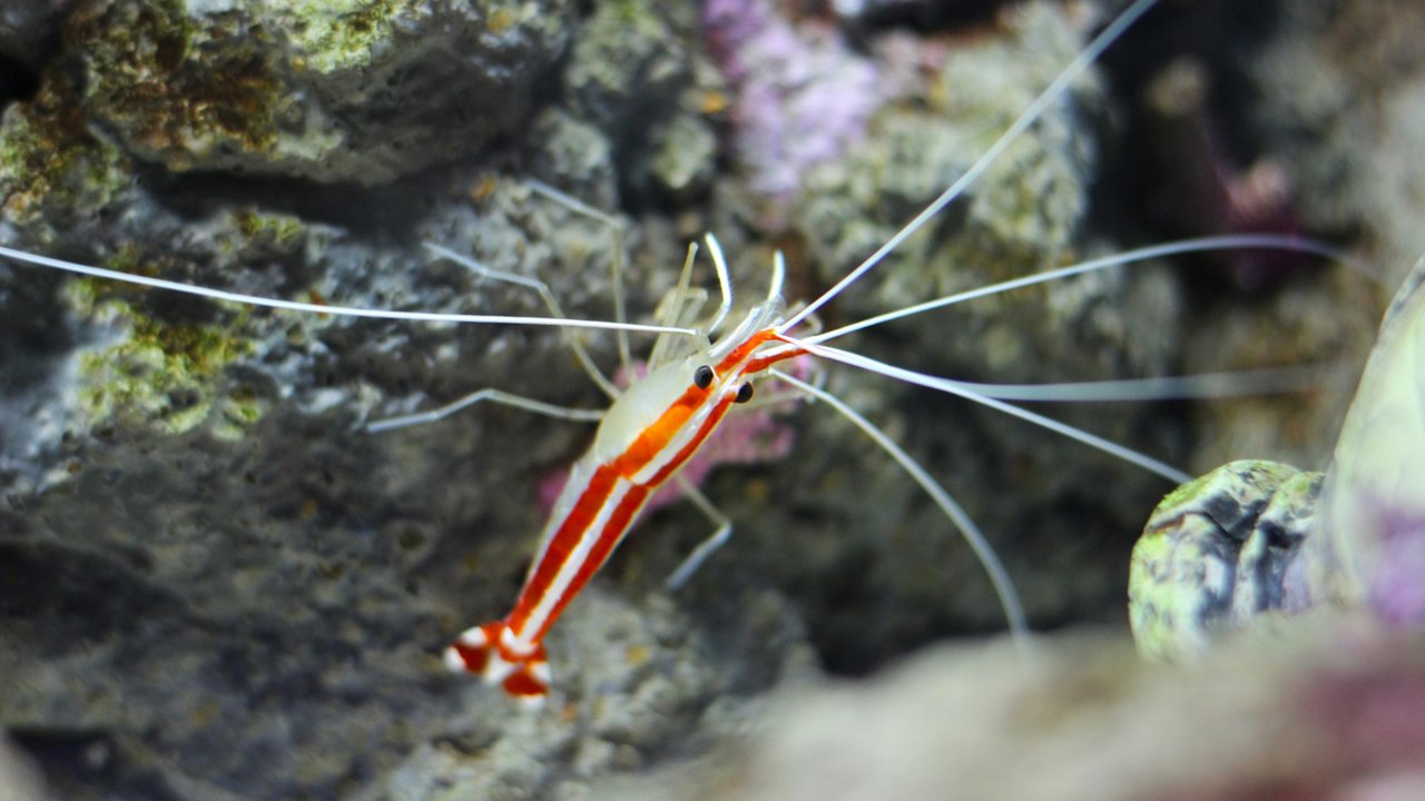 Die bunten Krebstiere begeistern viele Aquariumfreund*innen.