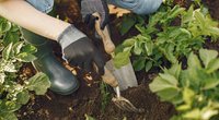 Bald kommt der Frühling: Diese Regeln müsst ihr im Garten beachten