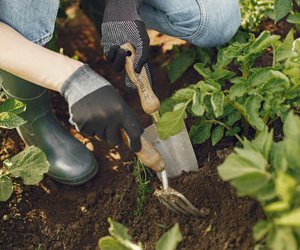  Bald kommt der Frühling: Diese Regeln müsst ihr im Garten beachten