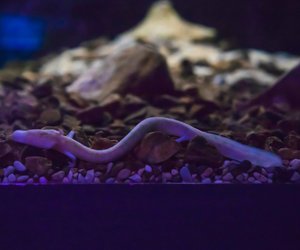 Grottenolm&#x3A;&#x20;Welches&#x20;Alter&#x20;erreicht&#x20;das&#x20;geheimnisvolle&#x20;Tier&#x3F;