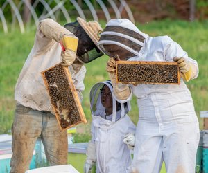 Wie entsteht Honig? Spannendes Wissen für Kinder