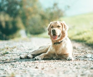 Dürfen Hunde Zitronen fressen oder sind diese schädlich?