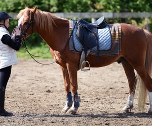 Wie viele verschiedene Pferderassen gibt es? 