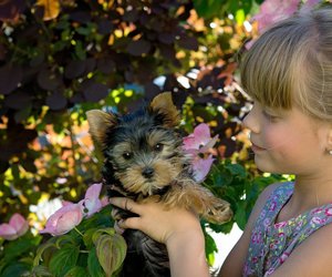 Wissen für Hundefreunde: Wie alt werden Terrier?