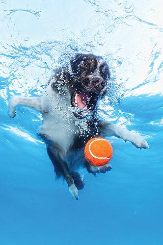 Hunde spielen gern im Wasser