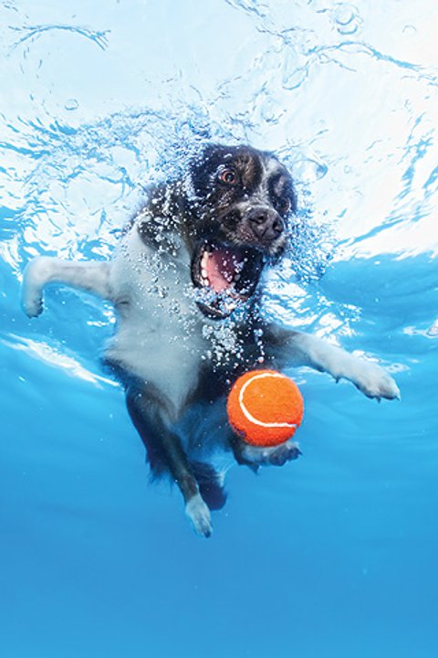 Hunde Unter Wasser Familie De