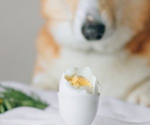 Dürfen Hunde Eier essen? Das solltest du wissen