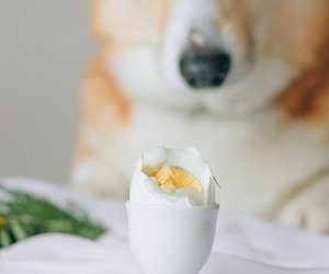 Dürfen Hunde Eier essen? Das solltest du wissen