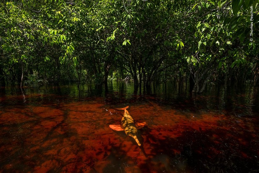 The Amazon river dolphin is one of two freshwater dolphin species living in the Amazon and Orinoco basins. Only this species has evolved to explore the seasonally flooded forest habitat. 