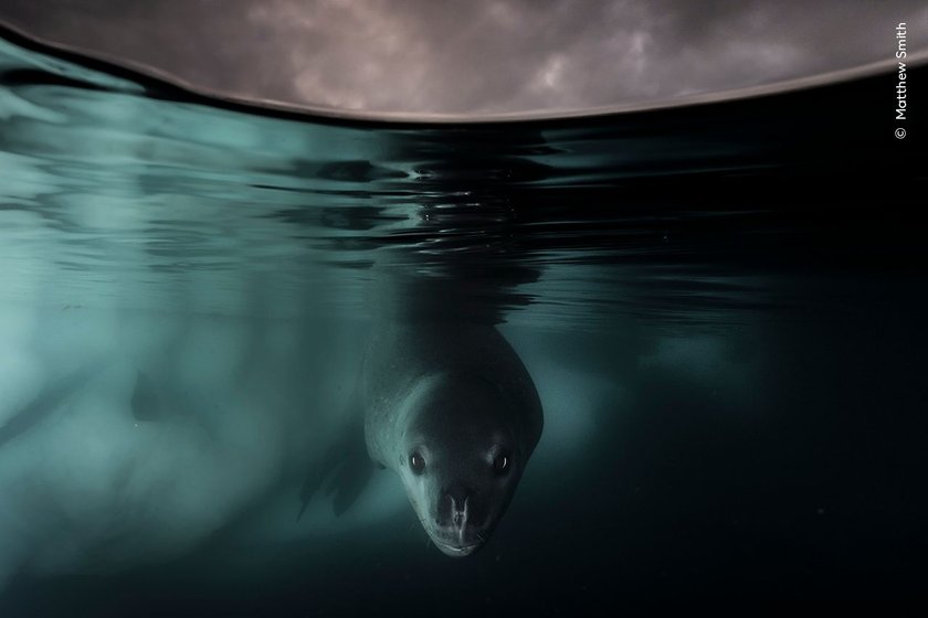 Along with a small team of photographers, I sailed from Argentina to the Antarctic peninsula onboard a 60ft yacht under wind power. Travelling by yacht meant we could ensure more intimate encounters with wildlife whilst also minimising our carbon footprint and impact on this environment. As we sailed into Paradise Harbour on the Antarctic Peninsula, this young leopard seal approached our small sailing boat. 