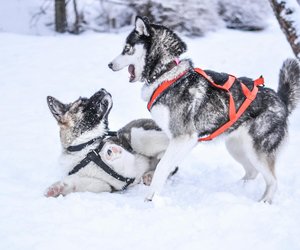 Können Hunde frieren? Alles, was du dazu wissen musst