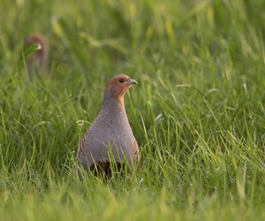 Das Rebhuhn: 5 überraschende Wahrheiten über den Vogel des Jahres 2026