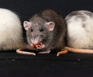 Dürfen Ratten Paprika essen? Wissenswertes und Hintergründe