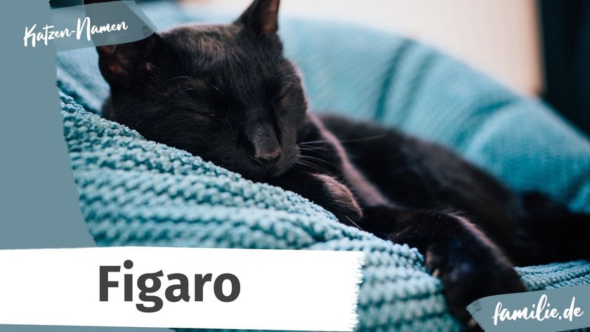 Schwarze Katze Namen: Figaro