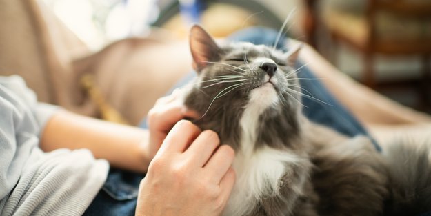Katze rennt wie verrückt durch die Wohnung: Dieser Grund steckt dahinter