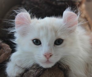 Diese vier Samtpfoten gehören zu den kleinen Katzen