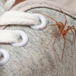 Eklige Spinnen in der Wohnung: Mit diesem Gadget wirst du sie los