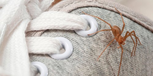 Eklige Spinnen: Mit diesem Gadget schaffst du die Krabbeltiere aus der Wohnung