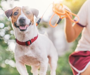 Lautstarke Vierbeiner: Diese 5 Hunderassen bellen besonders häufig!
