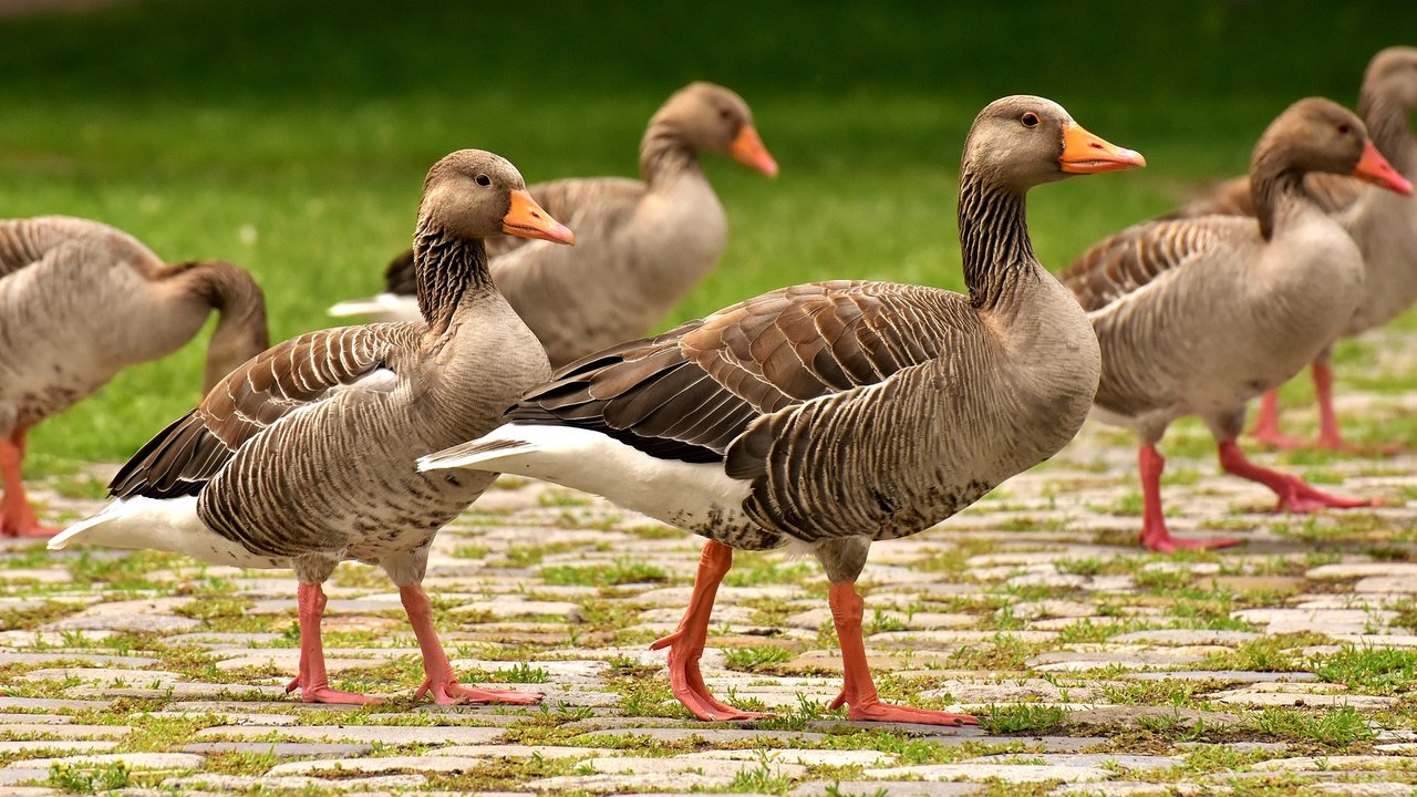 Ente oder Gans? Das hier ist eine Gruppe Wildgänse.