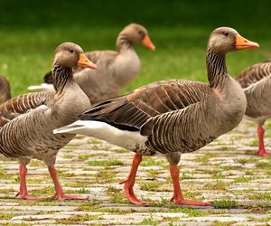 Ente oder Gans? Darin besteht der Unterschied