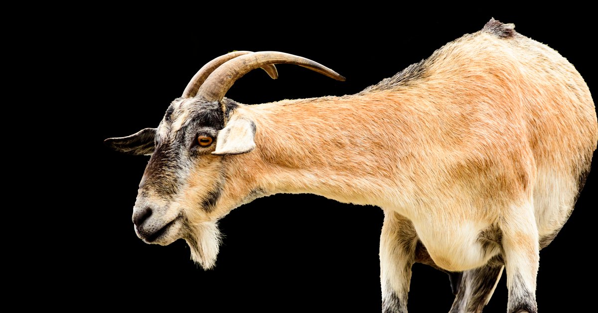 Emblem-ZIPPO Chinesische Sternzeichen neu+ovp ZIEGE Goat