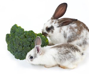 Dürfen Kaninchen Brokkoli essen? Das gilt für die Kohlsorte 