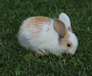 Dürfen Kaninchen Spargel essen? Das solltest du beachten
