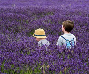 Wann blüht Lavendel und wozu eignen sich die Blüten?