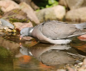 Ganz besondere Vögel: So trinken Tauben wirklich