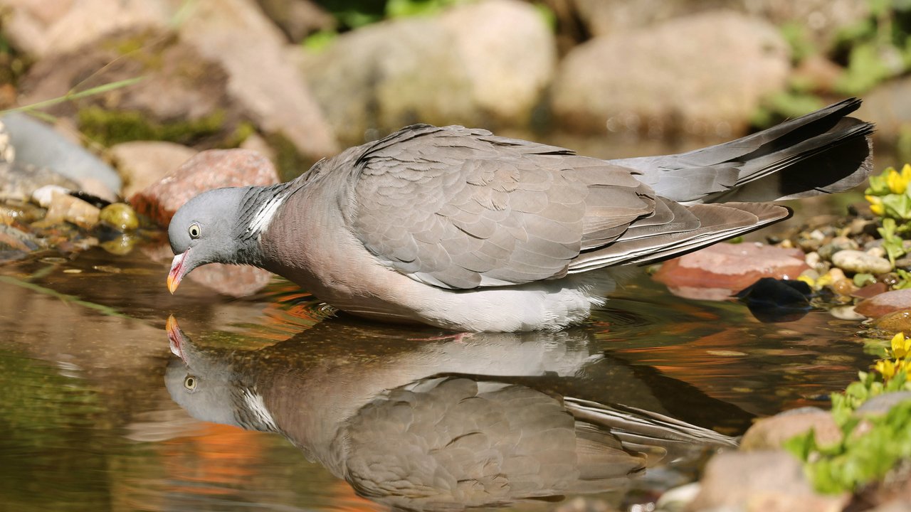 Tauben trinken auf besondere Art und Weise.