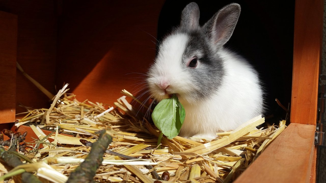 Grünfutter ist die Hauptnahrungsquelle für Kaninchen.