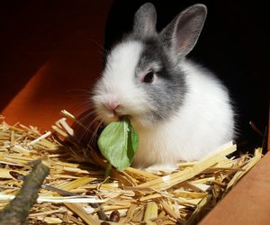 Dürfen Kaninchen Kartoffeln essen? Das solltest du beachten