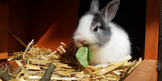 Dürfen Kaninchen Kartoffeln essen? Das solltest du beachten