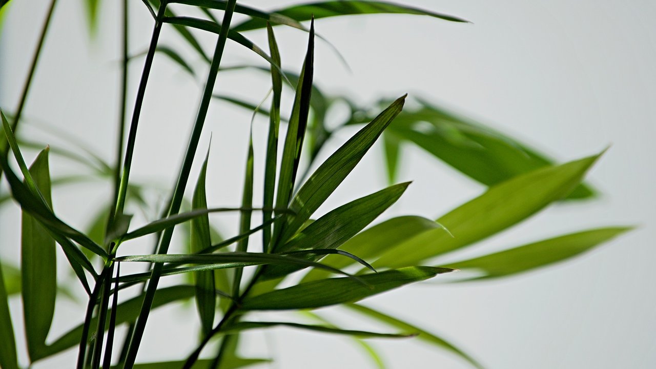 Die zarten Wedel machen die Bergpalme aus.