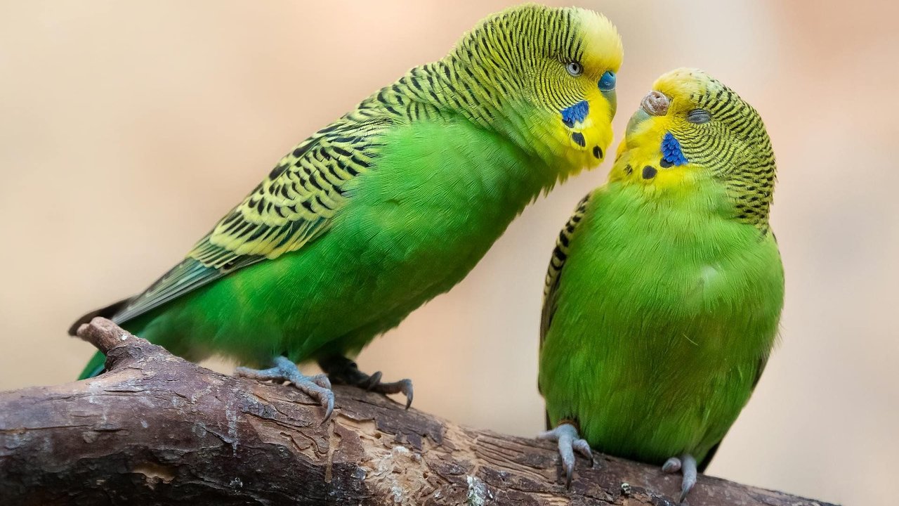 F&#x00FC;r&#x20;ein&#x20;langes&#x20;Leben&#x20;brauchen&#x20;Wellensittiche&#x20;die&#x20;richtige&#x20;Nahrung.