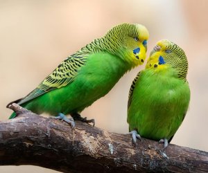 Dürfen Wellensittiche Birnen essen?