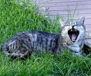 Warum miauen Katzen? Diese Gründe gibt es für ihr Verhalten