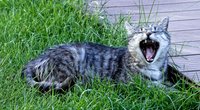 Warum miauen Katzen? Diese Gründe gibt es für ihr Verhalten