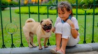 Wissen für Pfotenfreunde: Wie alt werden Möpse?