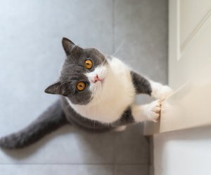 Expertin klärt auf: Deshalb reagieren Katzen so empfindlich auf verschlossene Türen