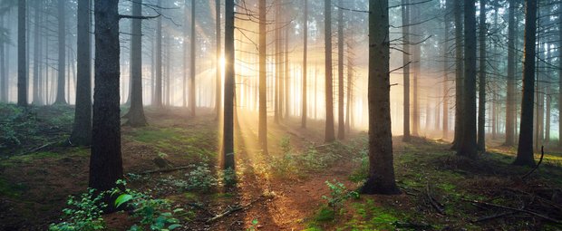 Pilze sammeln und Wandern: Diese geheimnisvollen Wälder in Deutschland muss jeder gesehen haben