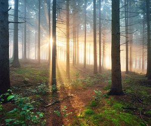 Pilze sammeln und Wandern: Diese geheimnisvollen Wälder in Deutschland muss jeder gesehen haben