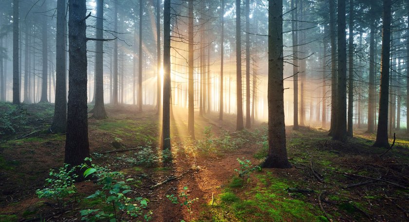 Die schönsten Wälder Deutschlands