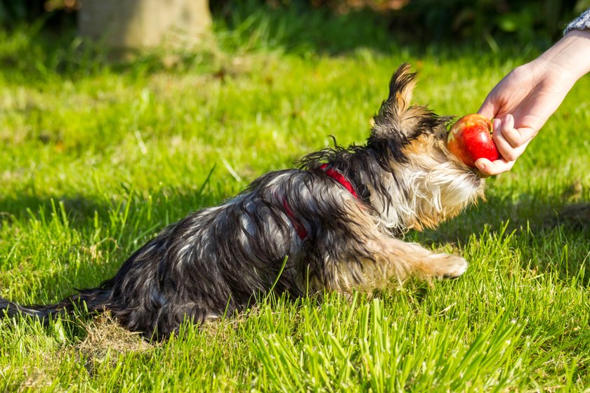 yorkshire terrier is eating apple